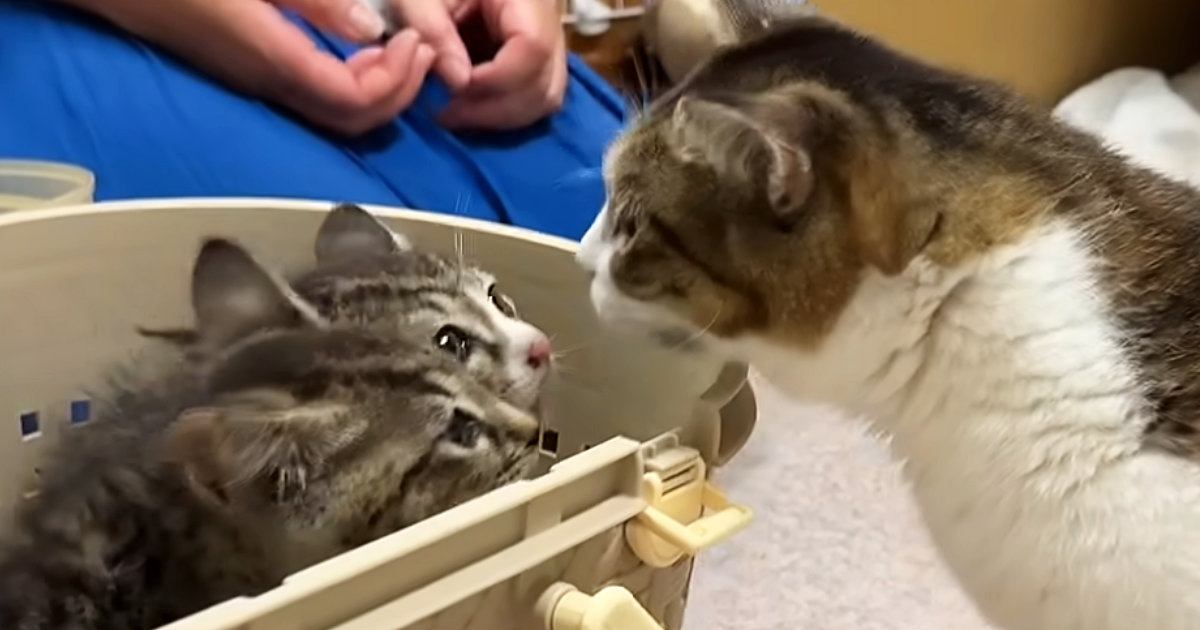 お寺に捨てられた『2匹の子猫』を保護→育児上手なママ猫に託してみたら…驚きの対応に「本当にすごい」「母性の塊だね」と31万再生