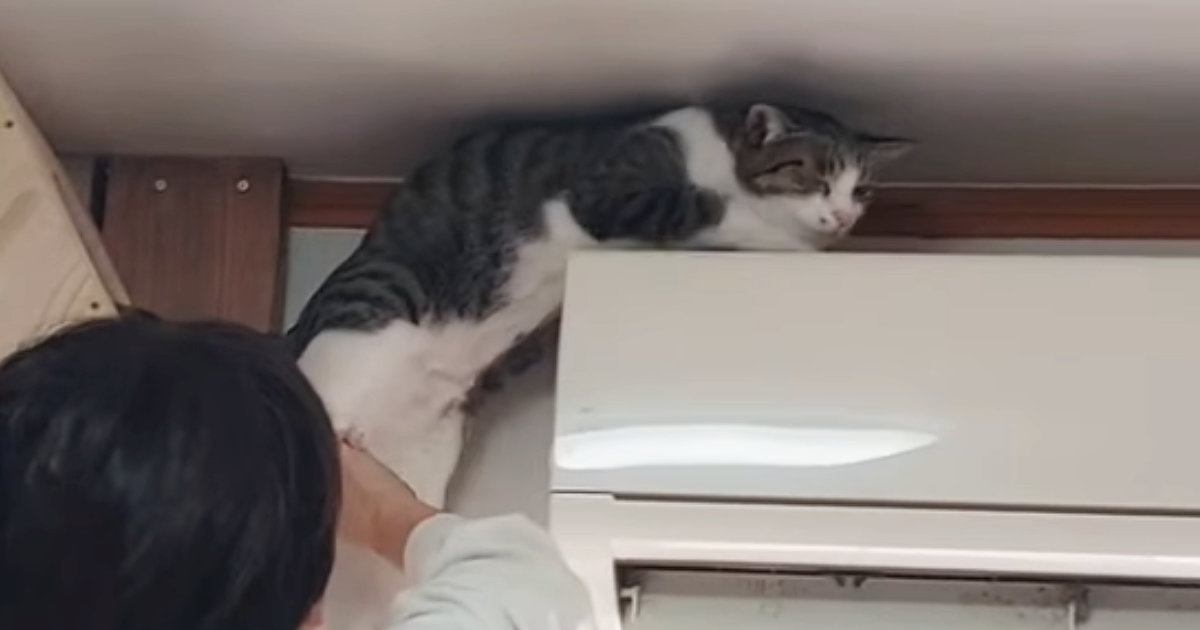 自分の運動神経を理解していない？→猫が２回もエアコンの上に登ろうとして…微笑ましい瞬間に「いやもう最高ｗ」「クセ強くてかわいい」と反響