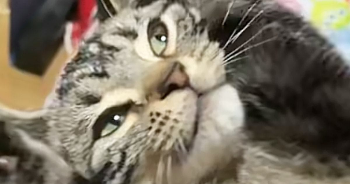 膝の上でくつろいでいた猫→突然前足を『顔の横』にもっていって…まさかの仕草に「あざとすぎ」「自分が可愛いのわかってる」と30万再生