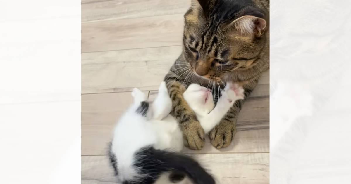 『兄猫に遊んでもらいたい子猫』→絡みにいった結果…まさかの可愛すぎる瞬間が28万再生「必死に戦ってるつもりかなｗ」「がんばれｗ」と爆笑