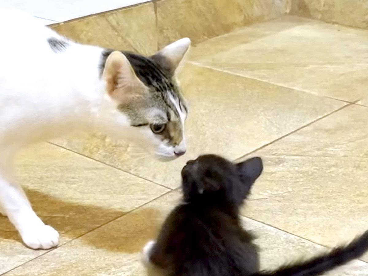 ひとりぼっちで保護され、６日目の子猫→先住猫と初対面したら…想像以上の『神対応』に称賛の声「良き兄貴」「怖がらせない動き、優しい」