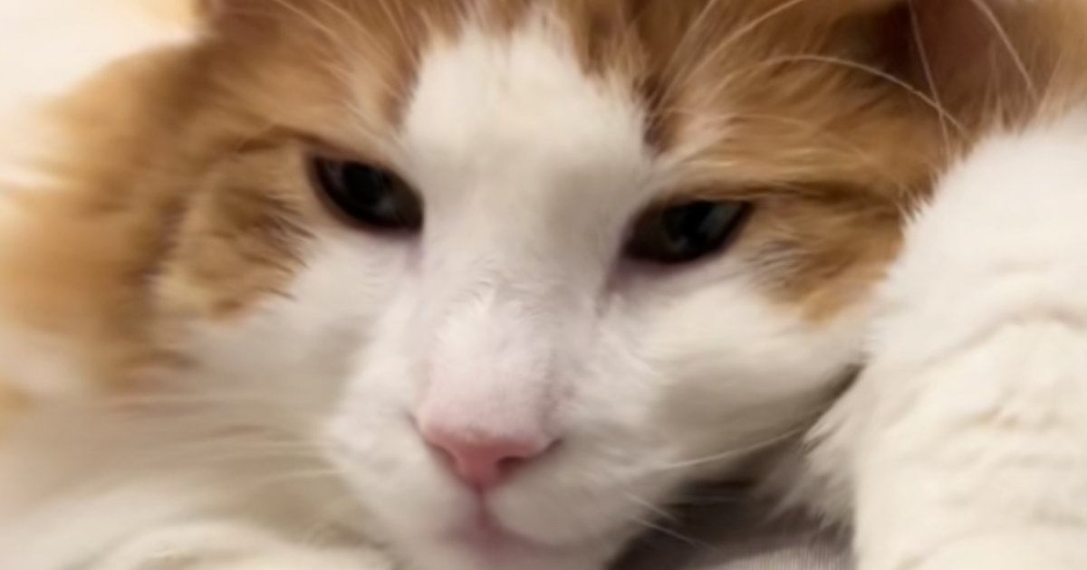 3年間『お手の訓練』を続けてきたネコちゃん→手を出されると…笑えるやり取りの瞬間が24万再生「やってやるよ感」「可愛すぎるｗ」