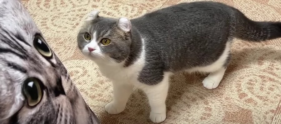 巨大猫（クッション）が出現！その時、パパ猫くんの反応は…