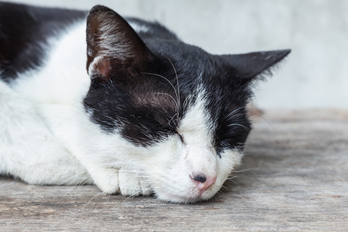 猫の目の上がはげる原因やその特徴