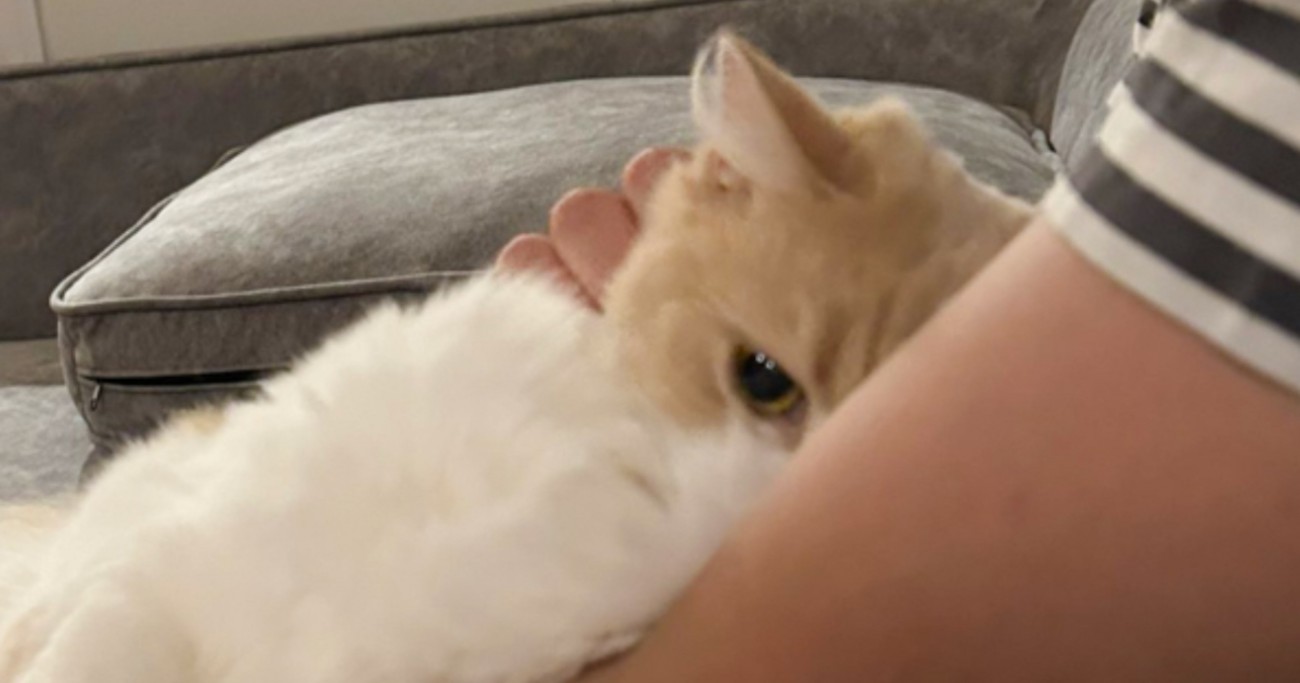 膝の上に乗ってきた『甘えん坊な猫』→飼い主さんの腕に……尊すぎる『愛情表現』に６万いいね「キュンキュンした」「大好きなのが可愛い」