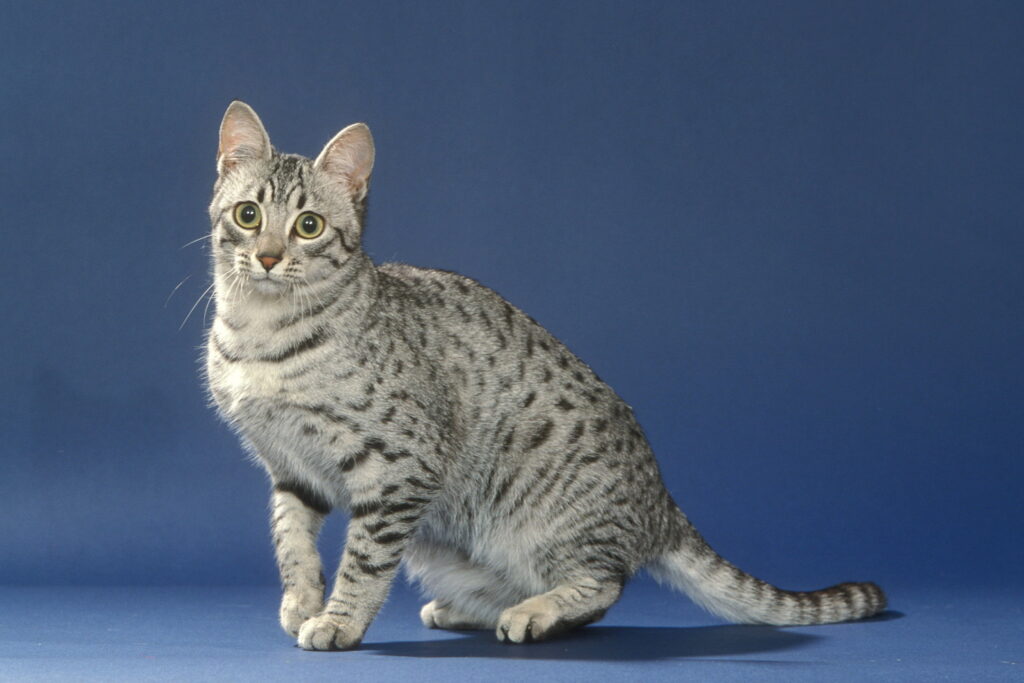 【獣医師監修】エジプシャンマウってどんな猫？特徴や性格から飼う前の注意点・価格相場まで徹底解説