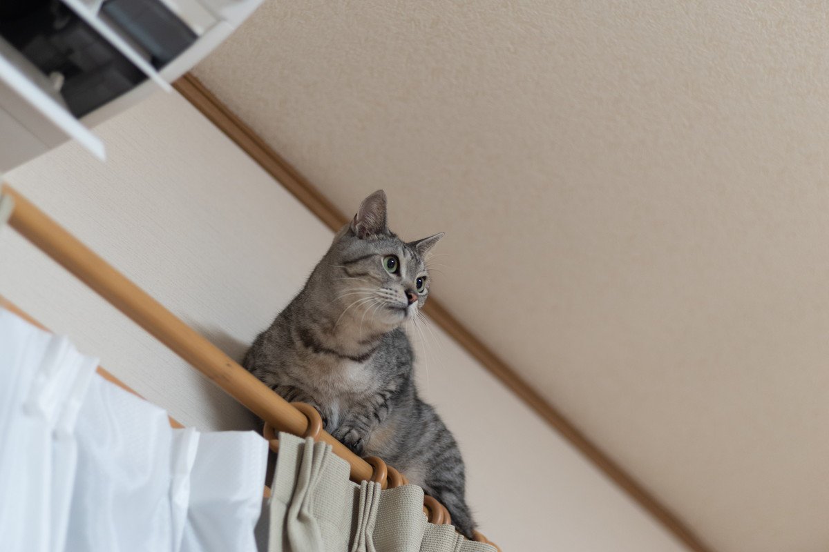 猫が『カーテン登り』に夢中になってしまう4つの理由　やめさせるにはどうすれば？