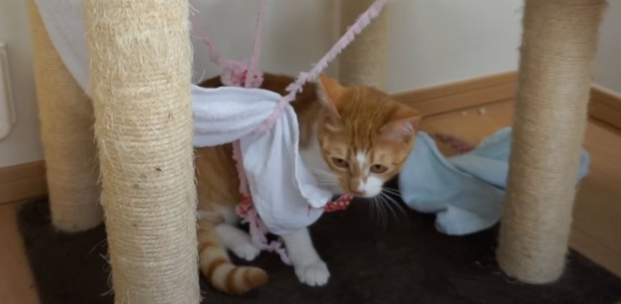 強度に若干の不安が残る手作りハンモックで遊ぶ？猫ちゃん