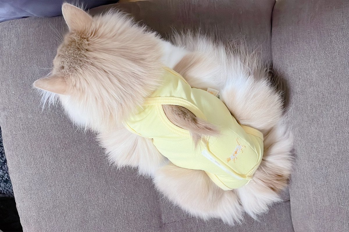 「まるでティッシュケース！？」術後服のみっちり具合が微笑ましい猫ちゃんがこちら