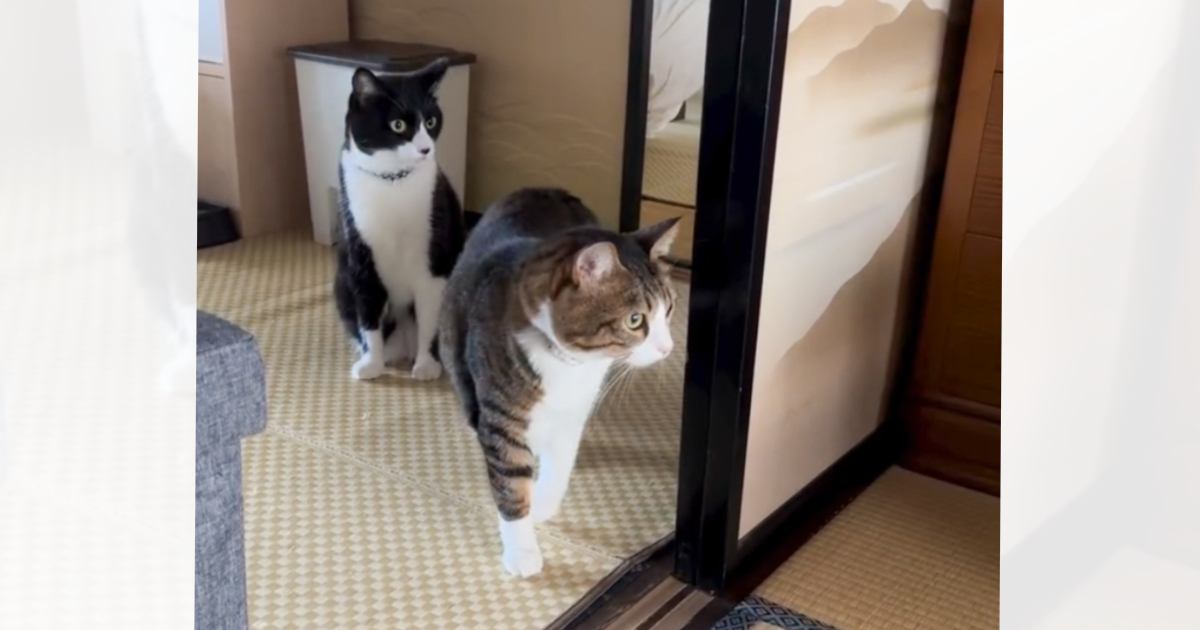生まれたばかりの赤ちゃんが部屋で眠っていると…気づいた猫の『尊すぎる反応』が112万再生「顔が良くて何度も見ちゃったｗ」「笑った」