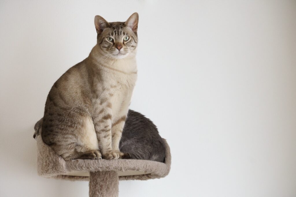 【獣医師監修】オーストラリアンミストってどんな猫？猫種の性格や飼う前の注意点・価格相場まで徹底解説