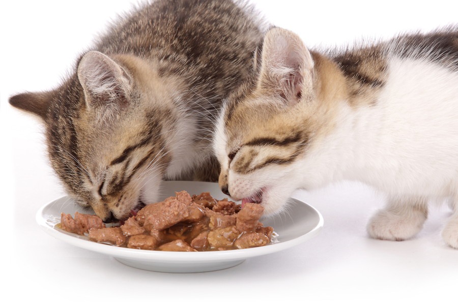 子猫への食べ物の与え方と注意すべきこと