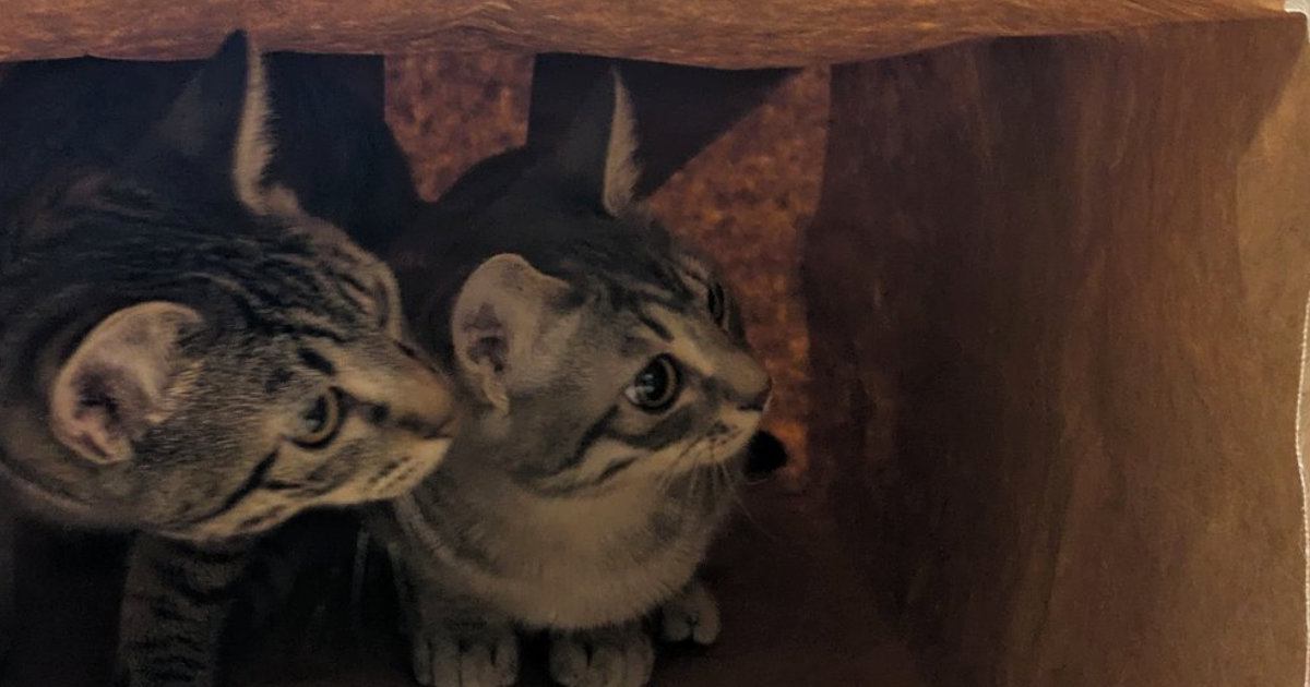 紙袋に身をひそめる2匹の猫→『袋の外』にいたのは…微笑ましい瞬間に４万いいねの反響「可愛すぎて声出たｗ」「物語が始まりそうｗ」