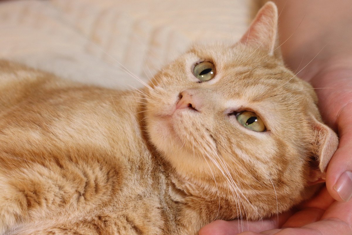 猫への『愛情が報われた』と感じる瞬間4選　飼い主が喜びを噛みしめる愛猫の行動とは