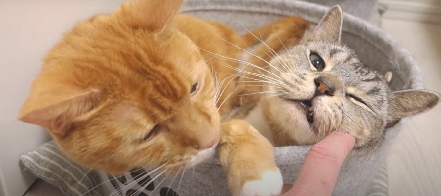 まだダメにゃ！独り占めしたい猫ちゃんのやきもち♡