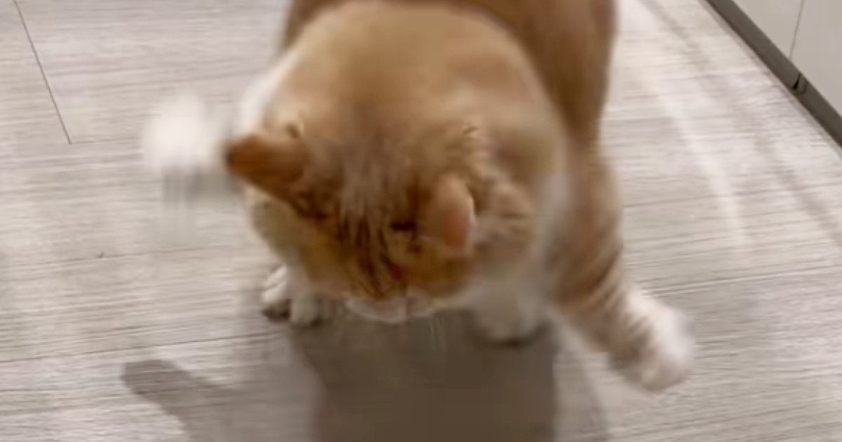 猫砂で遊んでいたネコ→突然びっくりして…アニメキャラのような『可愛すぎる驚き方』に「腹筋プルプルしたｗ」「よく撮れたねｗ」とSNSで反響