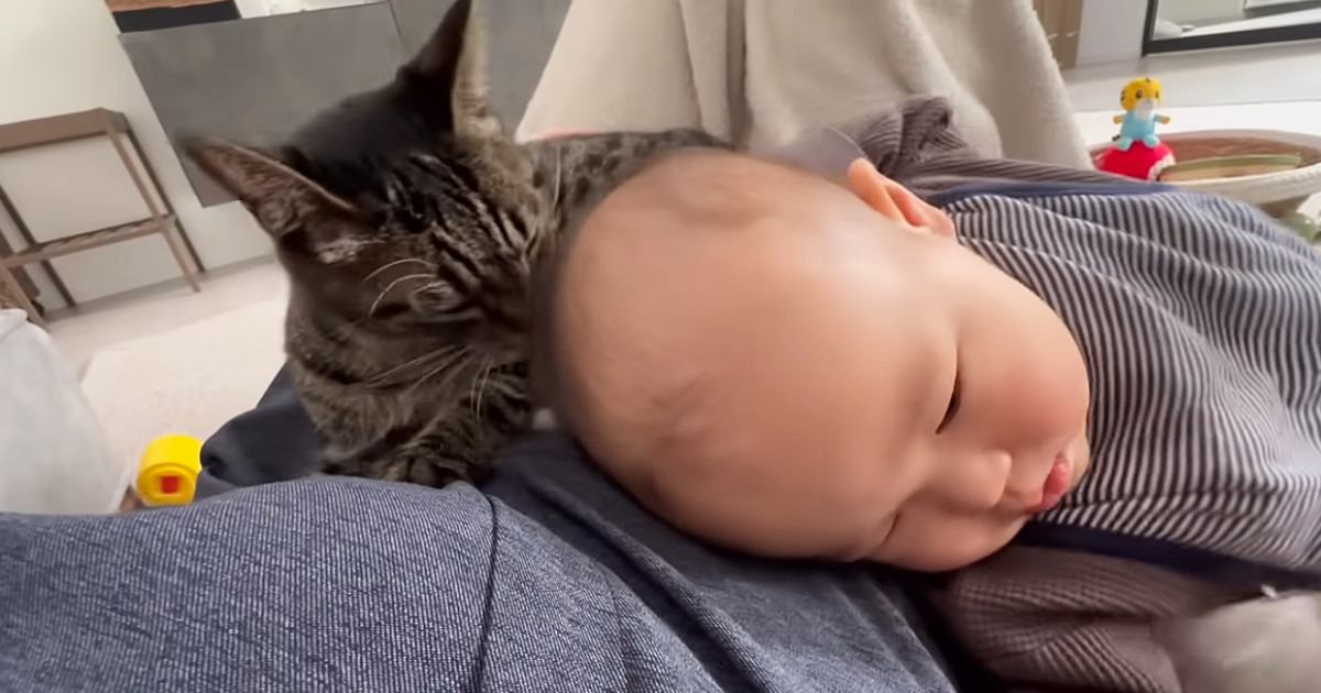 ママと寛いでいた猫→赤ちゃんが近づくと…思わずキュンとする『優しすぎる行動』が14万再生「かわいいしか出ない」「ほっこりします」