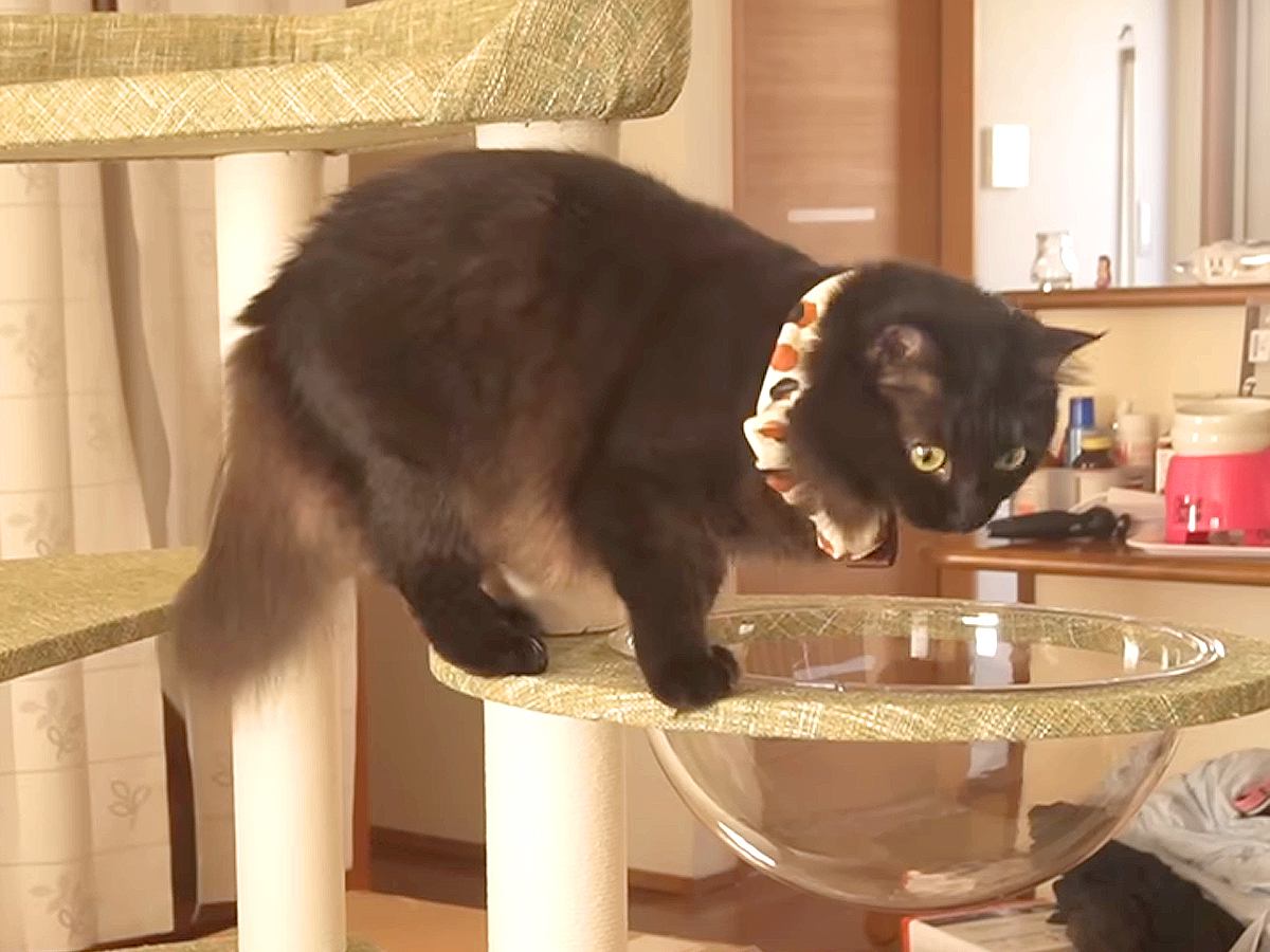 ２匹のネコのため、新しいキャットタワーを設置→初めての『透明ボウル』に…『ずっと見ていたくなる光景』が話題「下からのアングルは絶景」
