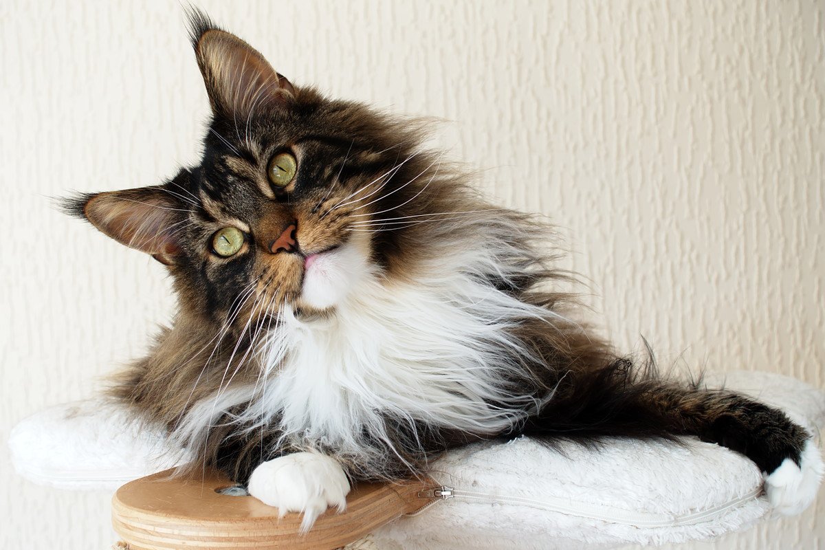 独特の『別名』を持っている猫種3選　名付けられた由来やそれぞれの特徴もご紹介