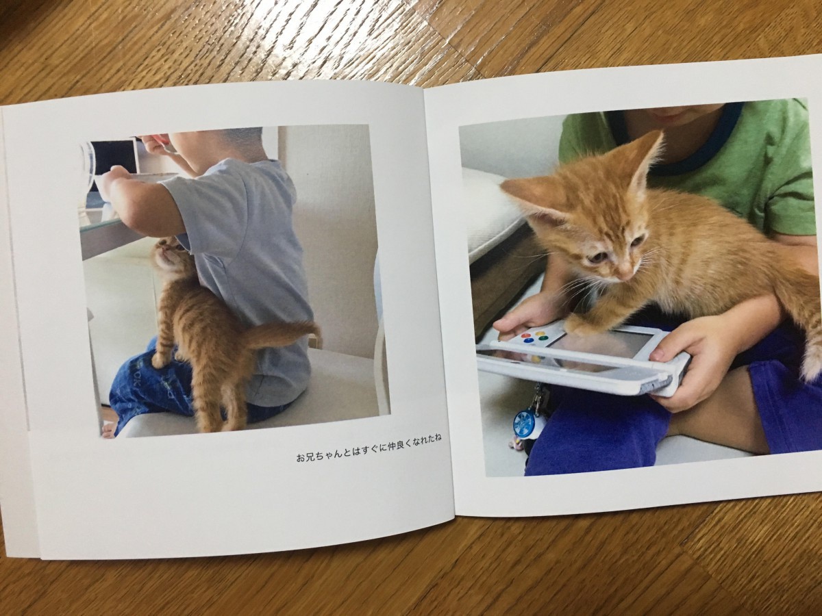 298円で愛猫の写真集が作れる？今話題の「しまうまプリント」