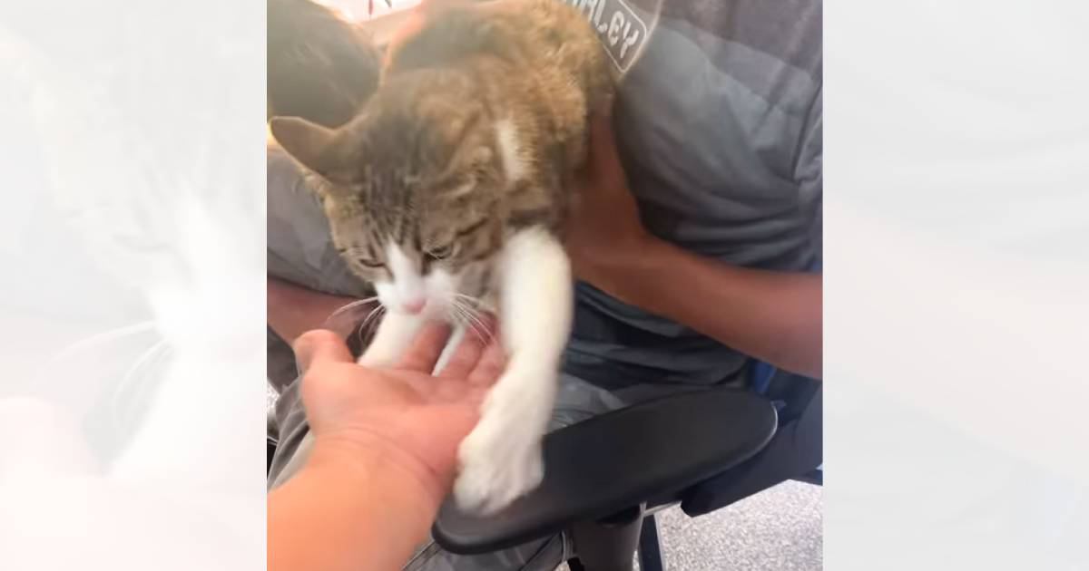 甘えん坊に育った保護猫→飼い主さんが腕を差し出した次の瞬間…『尊すぎる行動』が95万再生「嬉しいが滲み出てる」「可愛いね」