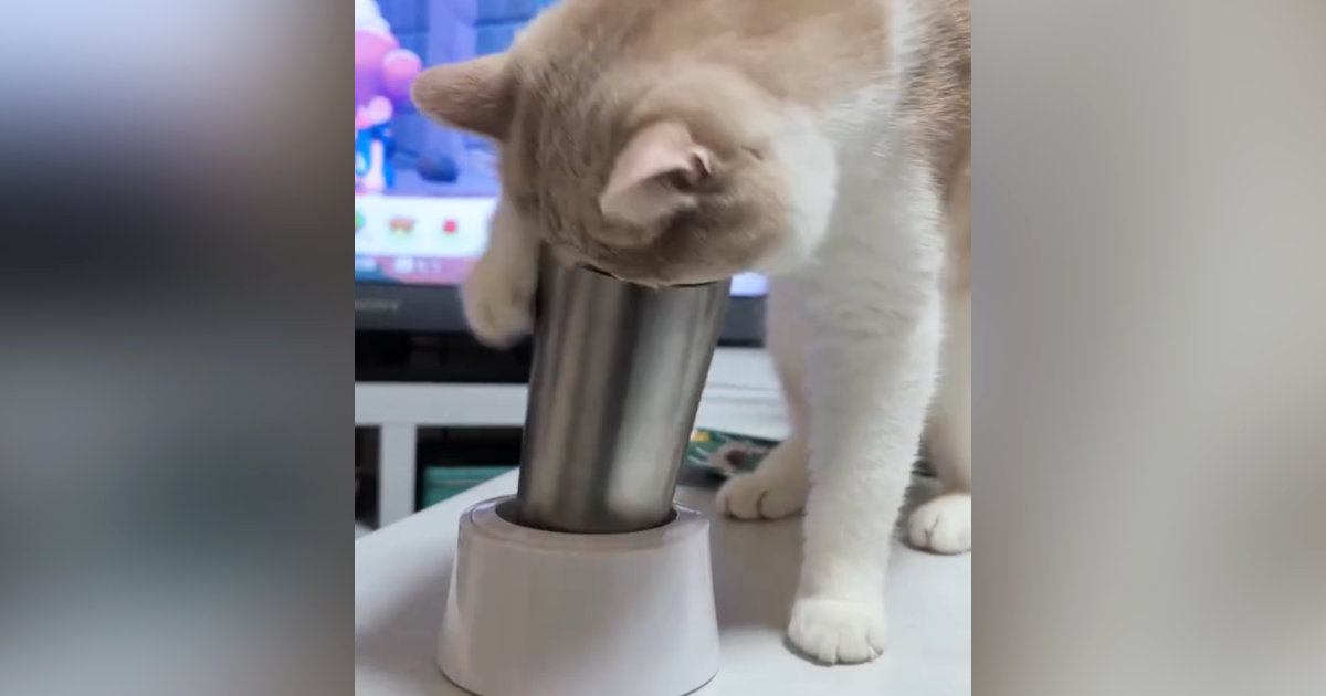 タンブラーを倒して遊ぶようになった猫→『対策』した結果…爆笑必至の『バトル』に１万いいね「ものすごい意地を感じるｗ」「絶対に倒したい猫」