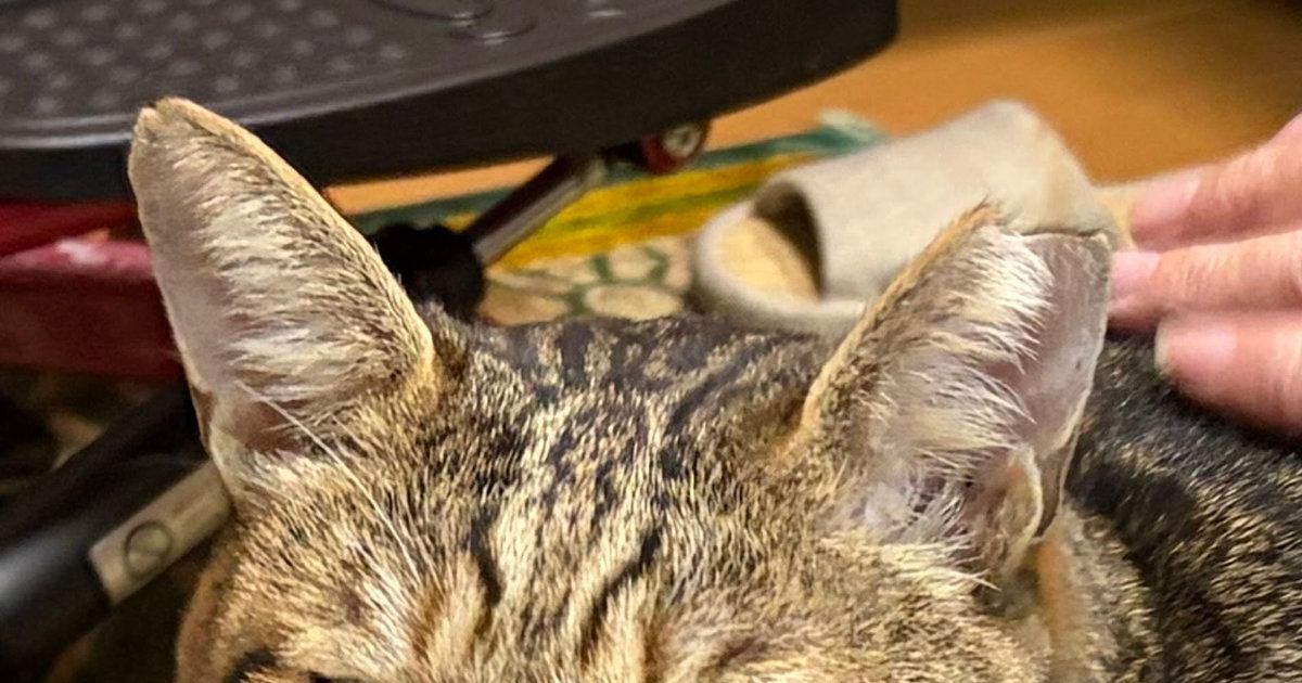 実家に帰ると出迎えてくれる猫→ところが『顔』を見ると…明らかに歓迎していない表情に「爆笑してしまったｗ」「何しに来たの感ｗ」の声