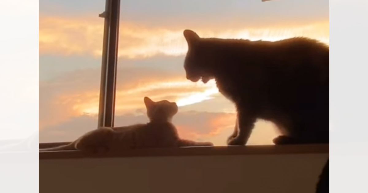 保護された新入り子猫に、先住猫が……夕日を背景に見せた『尊いやり取りの光景』に涙が出ると反響「素敵としか言いようがない」「映画みたい」