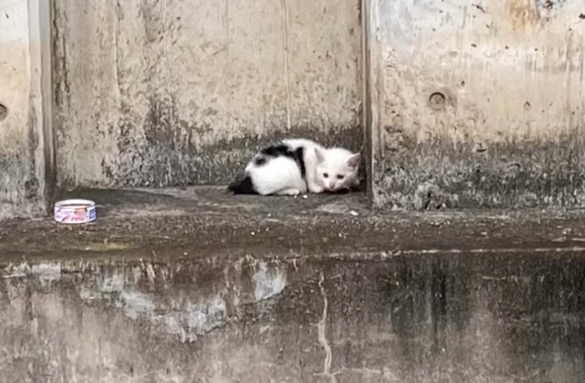 「雨の中で震えていた赤ちゃん猫」を保護したら…幸せあふれる『現在の様子』が感動的すぎると反響続々「長生きしてね泣」「感謝しかない」