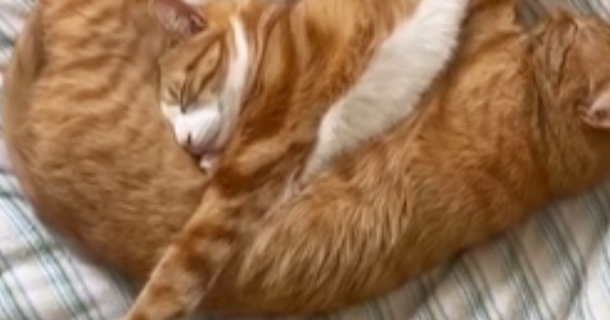 ベッドの上でお昼寝する2匹の猫→隙間なくくっついていて…まるでパズルのような『驚きの光景』が375万再生「すごい芸術」「絶妙なハマり具合ｗ」
