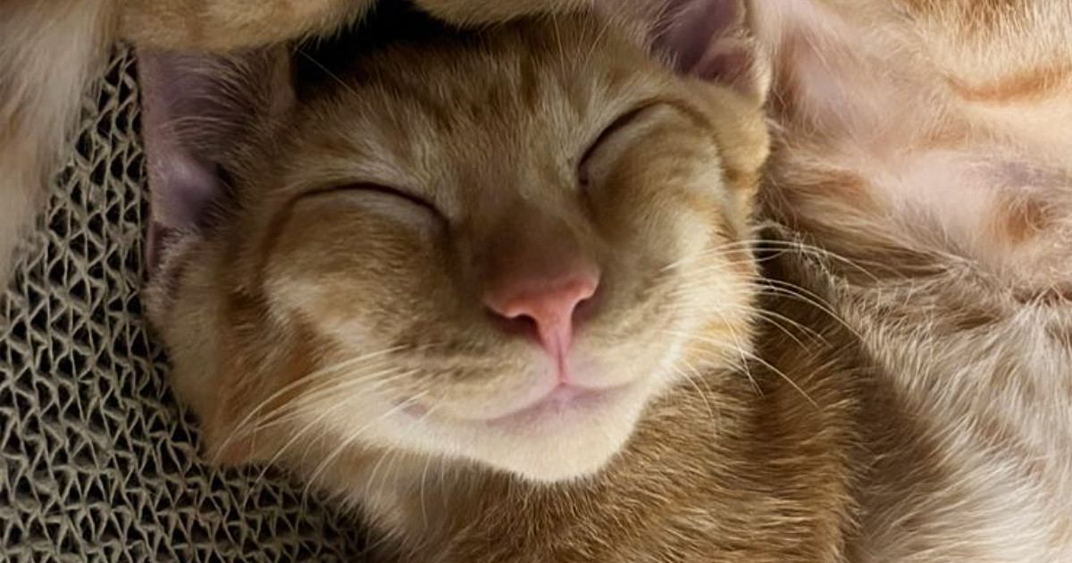 幸せそうに眠る茶トラ猫→にっこり表情がかわいいと思ったら…二度見必至の『まさかのポーズ』に「軟体動物すぎる」「苦しくないのかなｗ」の声
