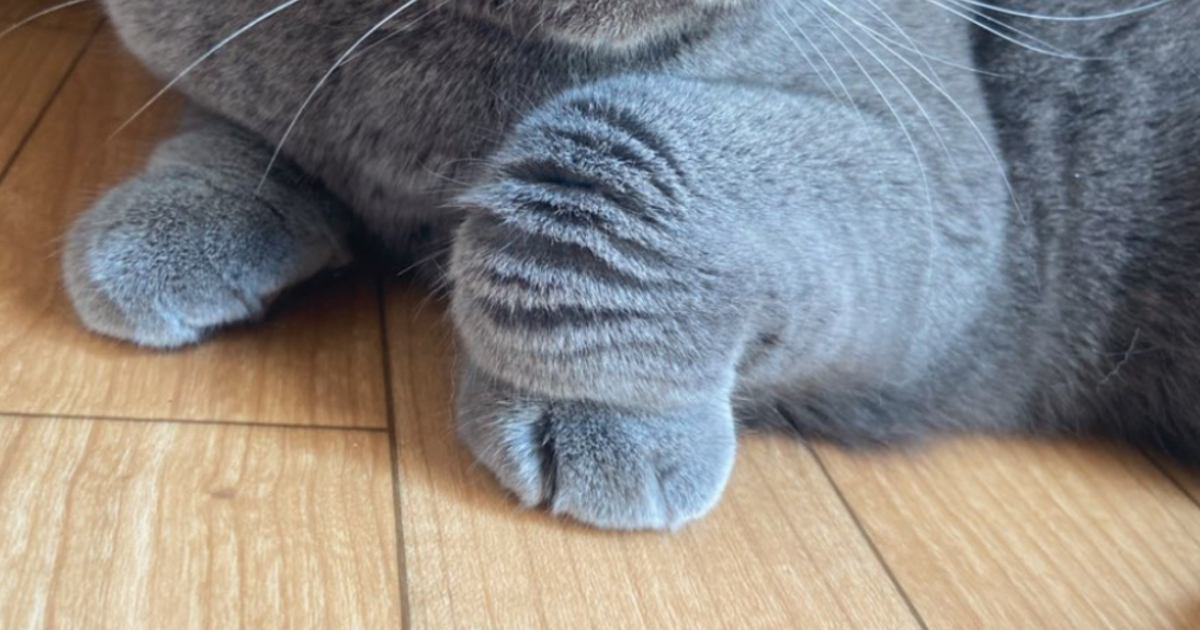 折りたたまれた猫の前足→ポーズの『名前』と『意味』がSNSで話題となり2,200万表示突破「めっちゃ嬉しい」「長年の謎が解けた」