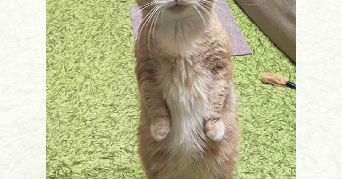 久しぶりに猫が立ち上がったかと思ったら…顔を見てみると→『まさかの表情』に6万いいねの大反響「ジワジワきたｗ」「すごく良いｗ」と爆笑の声