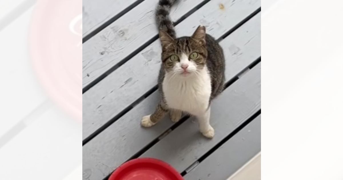 ケガをして『助けを求めてやってきた野良猫』→保護しようとしたら、夜に…まさかの展開に「心を打たれた」「本当にありがとう」と感動の声