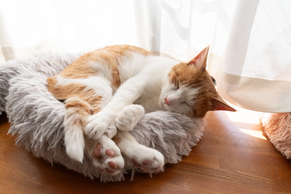 愛猫の『健康を害する』やってはいけないNG行為6選　寿命に関わるリスクや改善のヒント