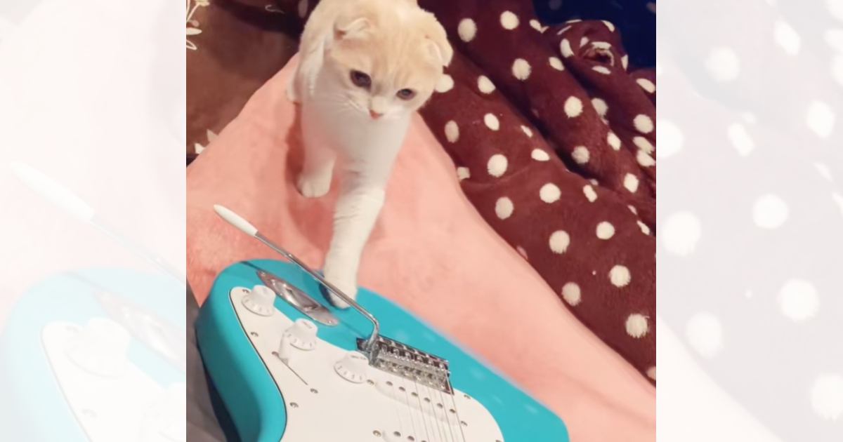 ギターに近づいてきた『ビビりな猫』→飼い主さんが音を鳴らしてみたら…予想を超えてくるリアクションに爆笑の声「ビックリしたｗｗ」「ツボｗ」