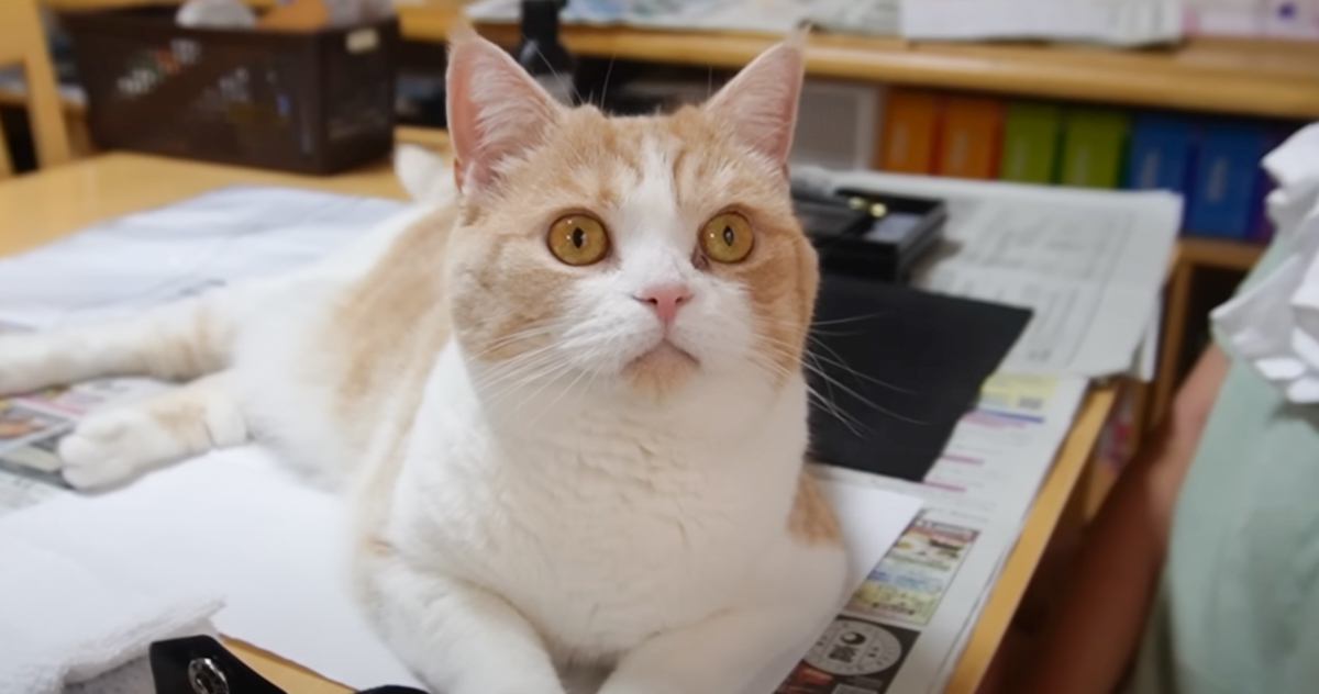 娘が夏休みの宿題に取り掛かろうとしたら……猫が見せた『可愛すぎる行動』に笑顔になる人が続出「いつの間にか先生にｗ」「とても楽しそう」