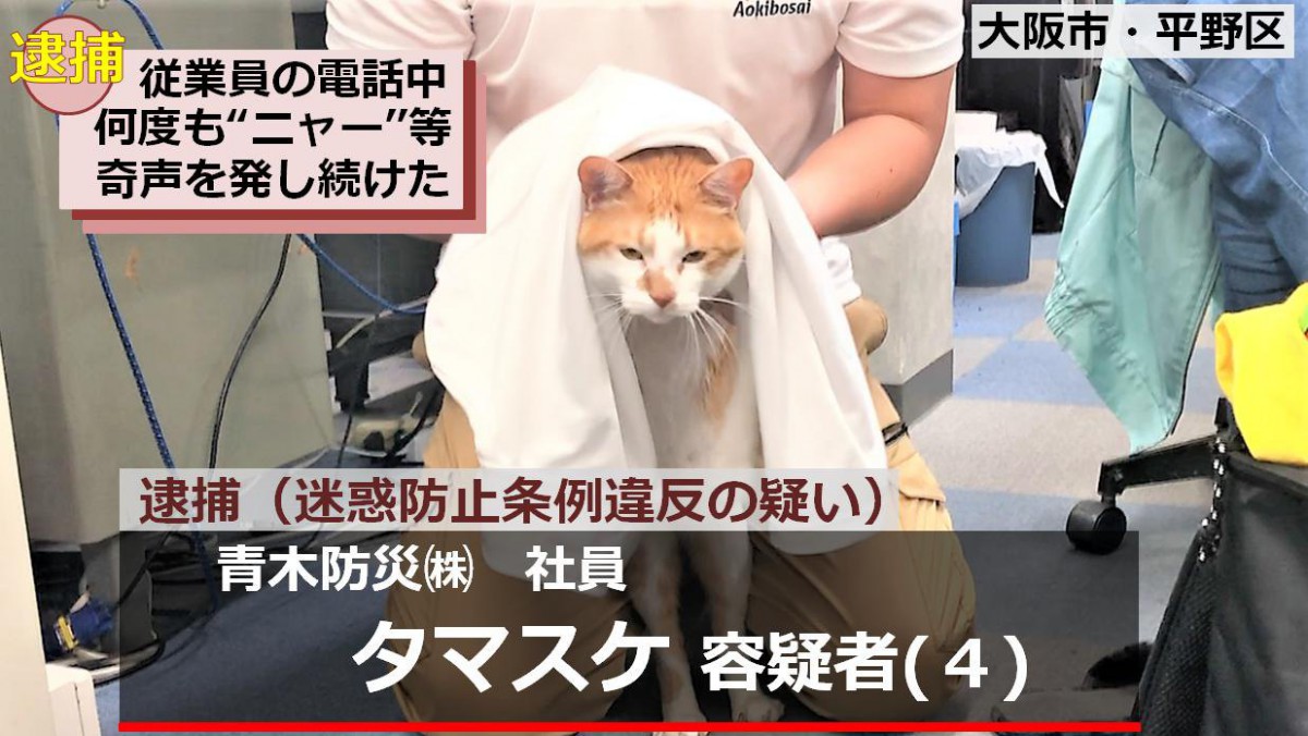 猫のタマスケ課長逮捕がSNSで話題！余罪も発覚で大ピンチ？