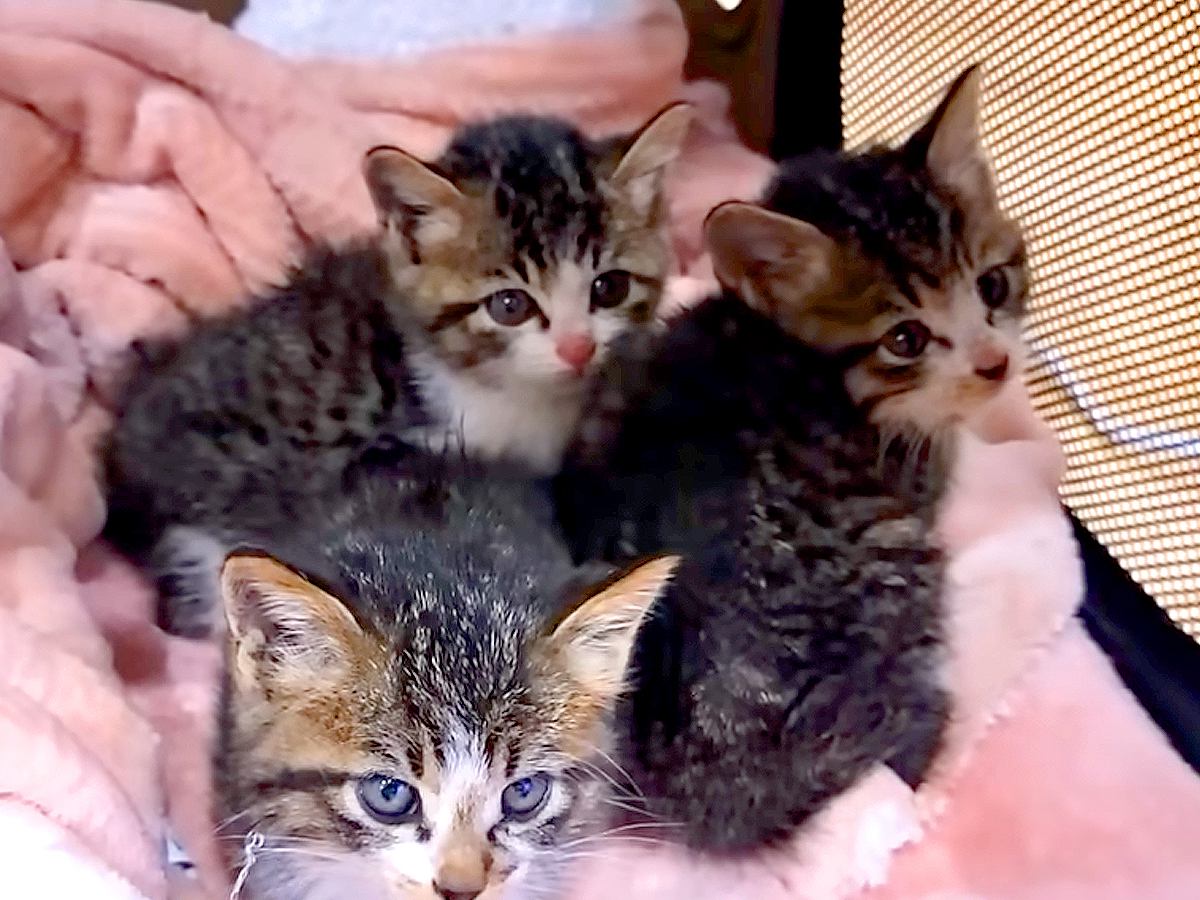 生後２ヶ月で保健所に持ち込まれた猫→母親とはぐれた子猫も続けて保護したら…『素敵な展開』に反響「シアワセな猫生を」「よかったね」