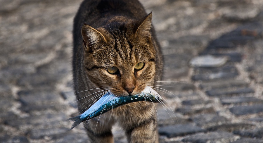 「猫=魚好き」というイメージは日本だけ！？その理由は？