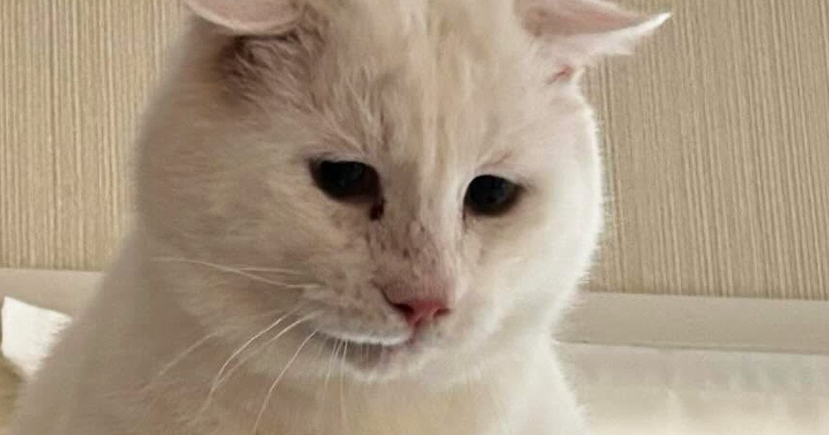 元野良猫を『動物病院』に連れて行こうとした結果→キャリーへの移動に失敗して…思わず笑ってしまう光景に「必死なのが伝わるｗ」「可愛いｗ」