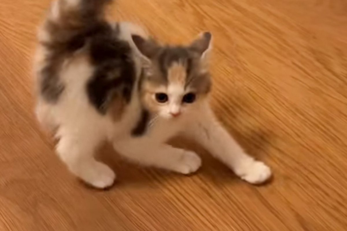 小さな体で先輩猫に『やんのか』していた子猫→しばかれまくった結果…まさかの『現在の様子』が107万再生「初めて見たｗ」「クセありすぎｗ」