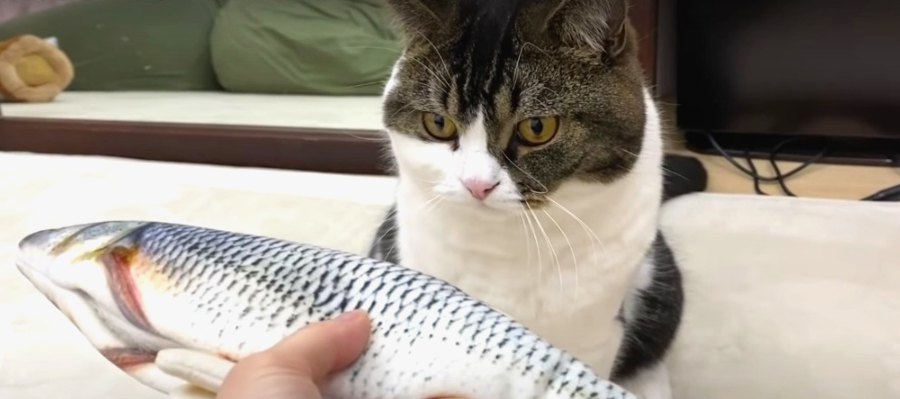 復活したお気に入りのおもちゃにまさかの反応をした猫さん！