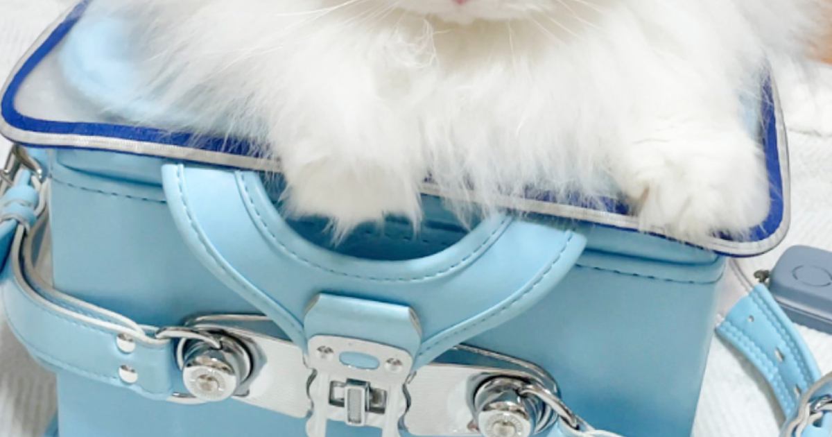 ランドセルの上に乗った猫→『表情』を見てみたら…絶対に行かせてくれなさそうな様子に爆笑の声続出「お顔がマジｗ」「つい笑った」と反響