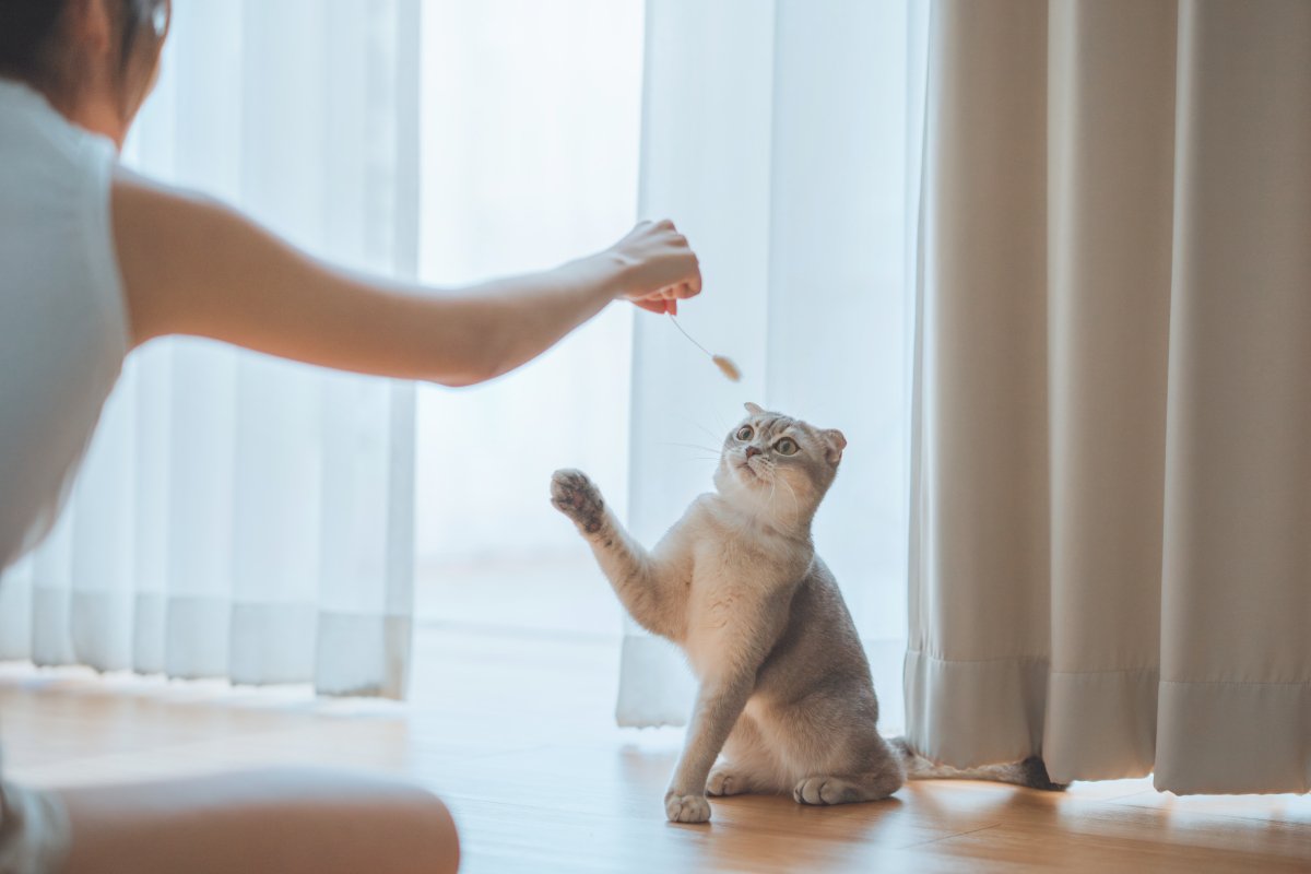 猫の『おもちゃ』にして遊ばせてはいけない物3選　知らないと怖いリスクやトラブル時の対処法