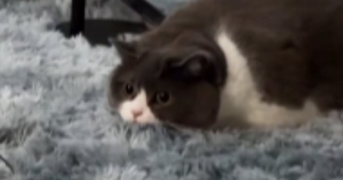 動く鳥のおもちゃを見つめていた猫→『飛びかかった』と思ったら…「ツッコまずにはいられないｗ」「声出して笑った」予想外の展開が23万再生