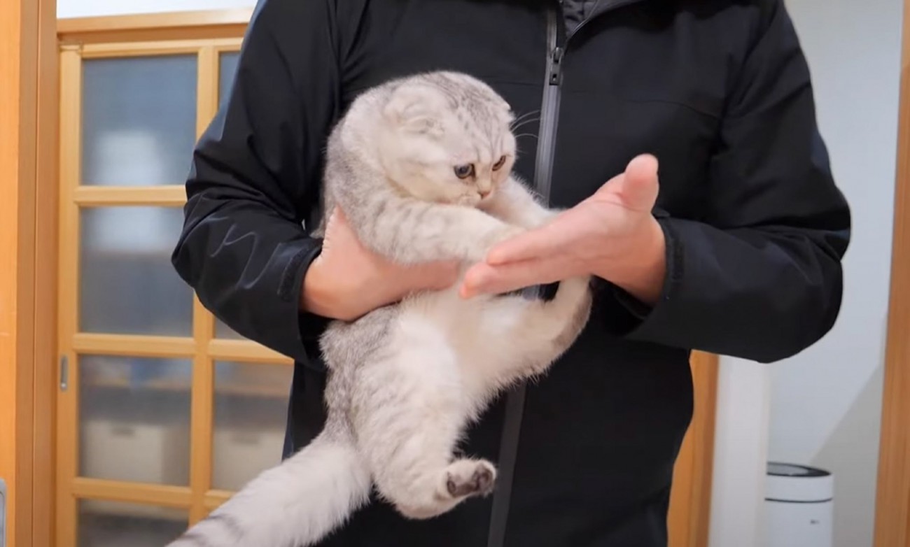 子猫を『病院』に連れて行こうとしたら、兄弟たちが…心配してとった行動に感動の声「絆に泣けてきた」「察知する能力すごいよね」
