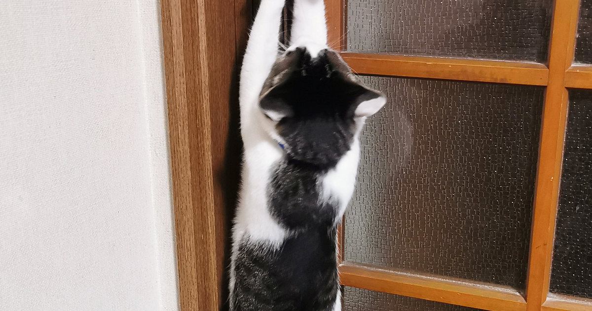 ドアの前で『二足立ち』する猫→両方のおててを伸ばして…とんでもなく賢い『驚きの行動』に３万いいね「天才」「人のことよく見てるんだねｗ」