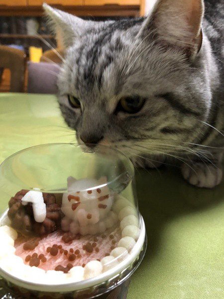 猫にとってのご馳走とは？あげると喜ぶ6つの食べ物