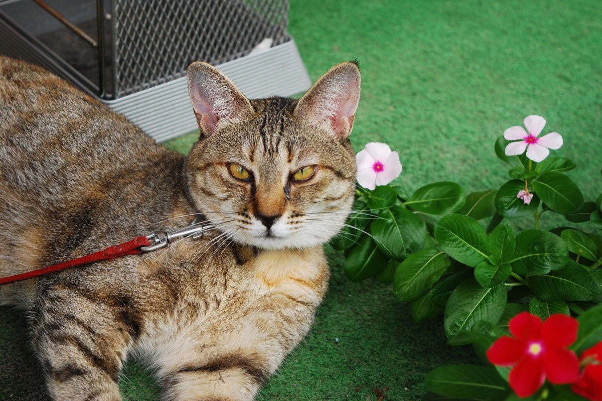 猫の『目が内側に寄って見える』のはなぜ？考えられる3つの原因　視力に影響は？